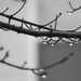 BW raindrops on tree by homeschoolmom