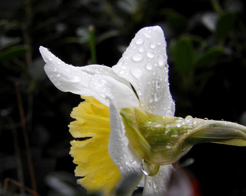 Raindrops on daffodils and tornado warnings! by homeschoolmom