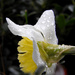 Raindrops on daffodils and tornado warnings! by homeschoolmom