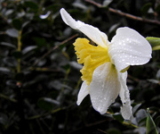 6th Feb 2020 - My daffodils are blooming!