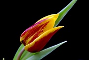 6th Feb 2020 - Solitary Tulip