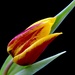 Solitary Tulip by carole_sandford