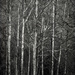Birch Trees by samae