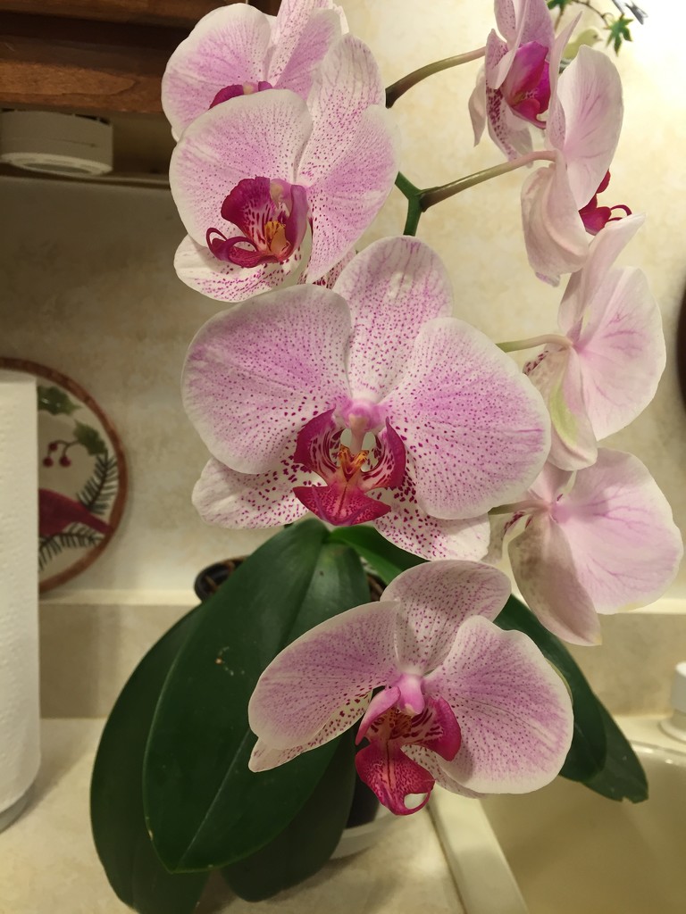 Another picture of dad’s orchid  by kchuk