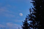 6th Feb 2020 - Moon on the rise