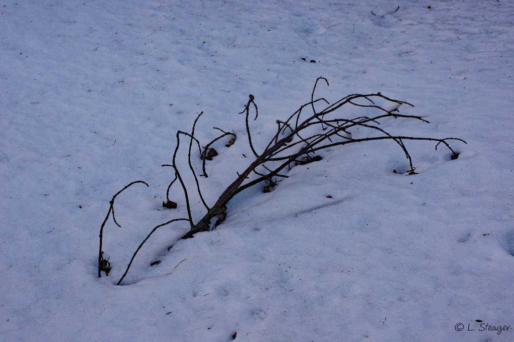 Victim of heavy snow by larrysphotos