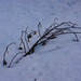 Victim of heavy snow by larrysphotos