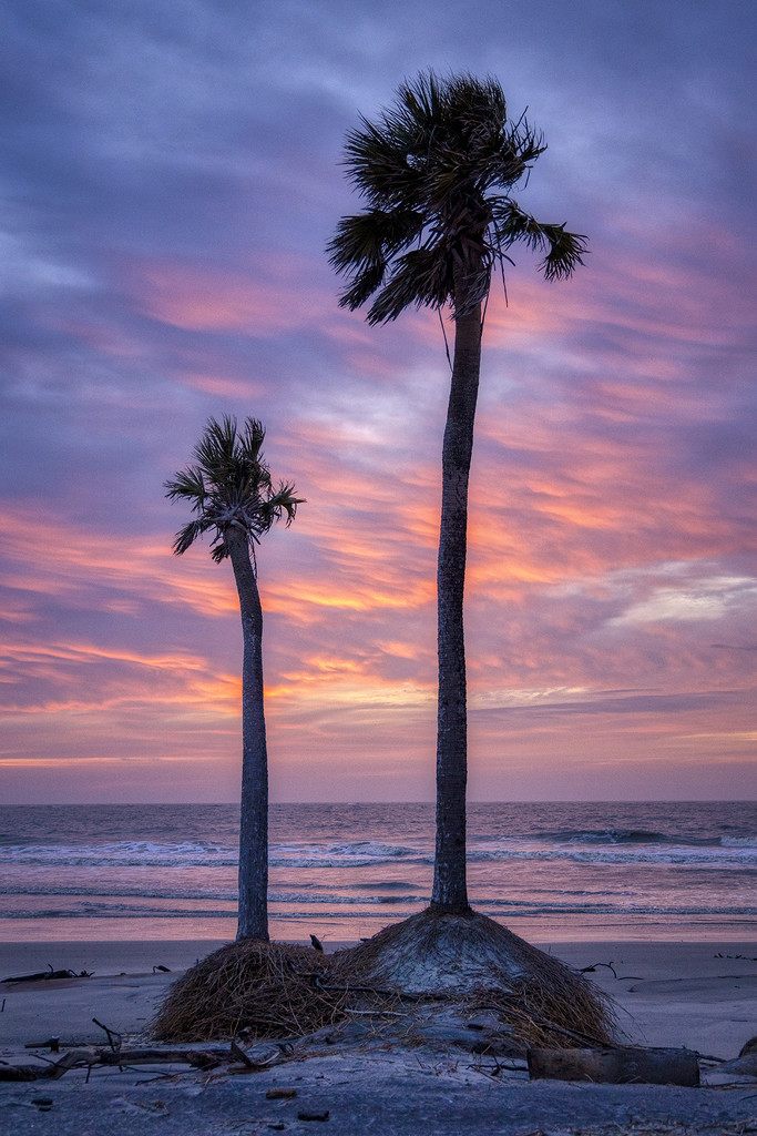 Palmetto Tree Sunrise by kvphoto