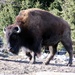Bison On The Range by randy23
