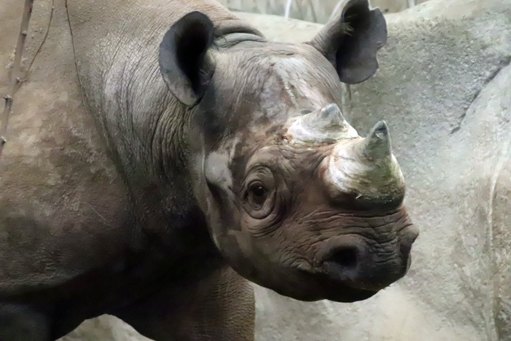 Rhino Close Up by randy23