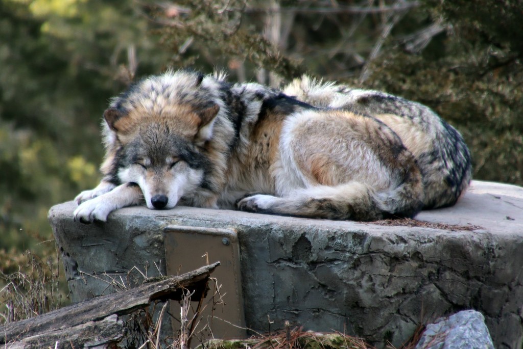 Mexican Gray Wolf Resting by randy23