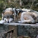 Mexican Gray Wolf Resting by randy23