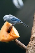 27th Jan 2020 - Blue Gray Tanager