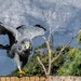 African Harrier Hawk- (Gymnogene) by ludwigsdiana