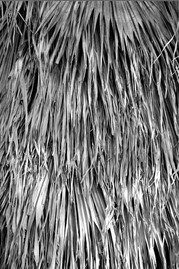 Dried Palm Leaves on Tree by chejja