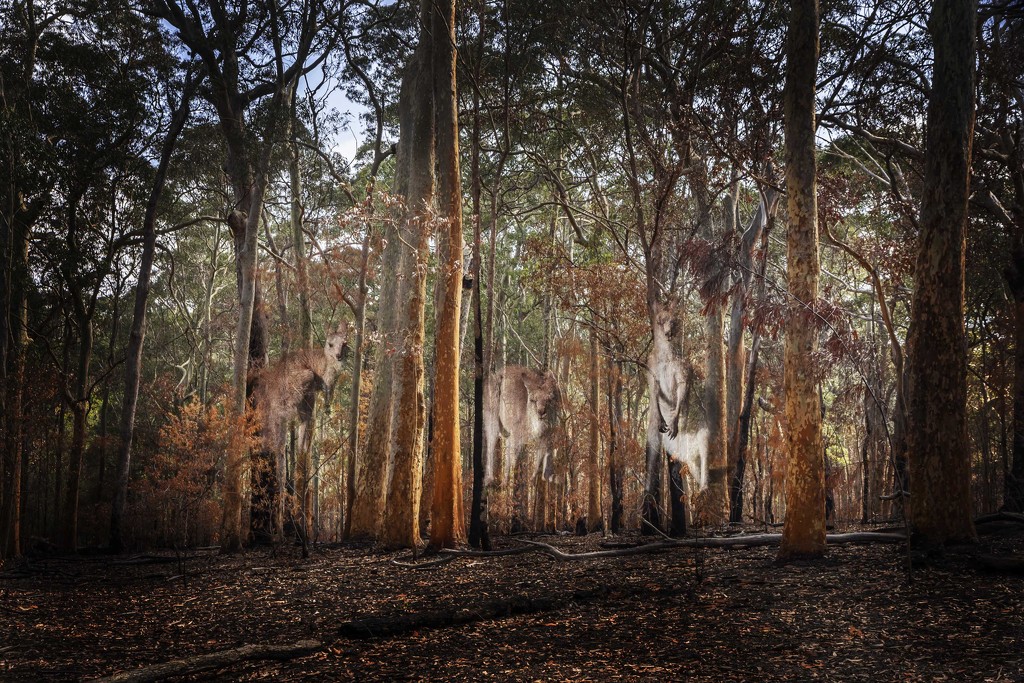 Ghostly kangaroos by pusspup