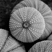 Sea urchins by momamo