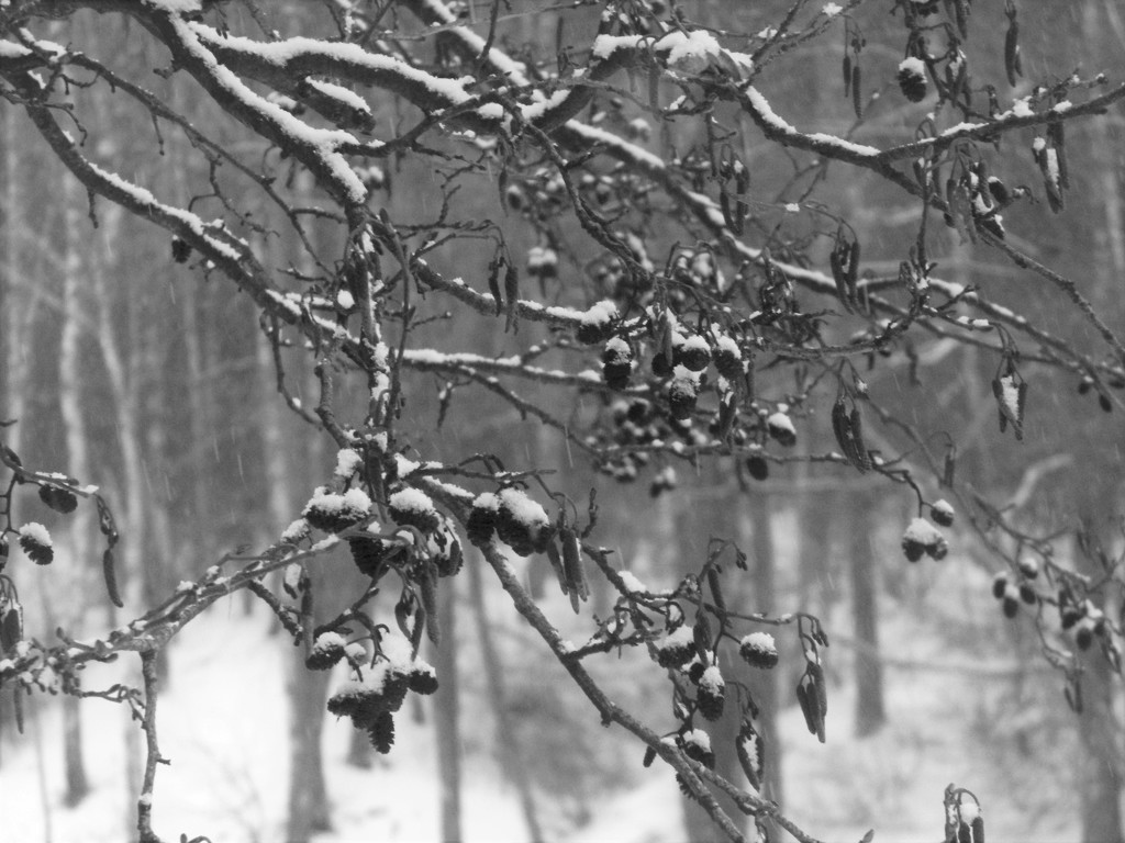 Alder in the snow. by nyngamynga