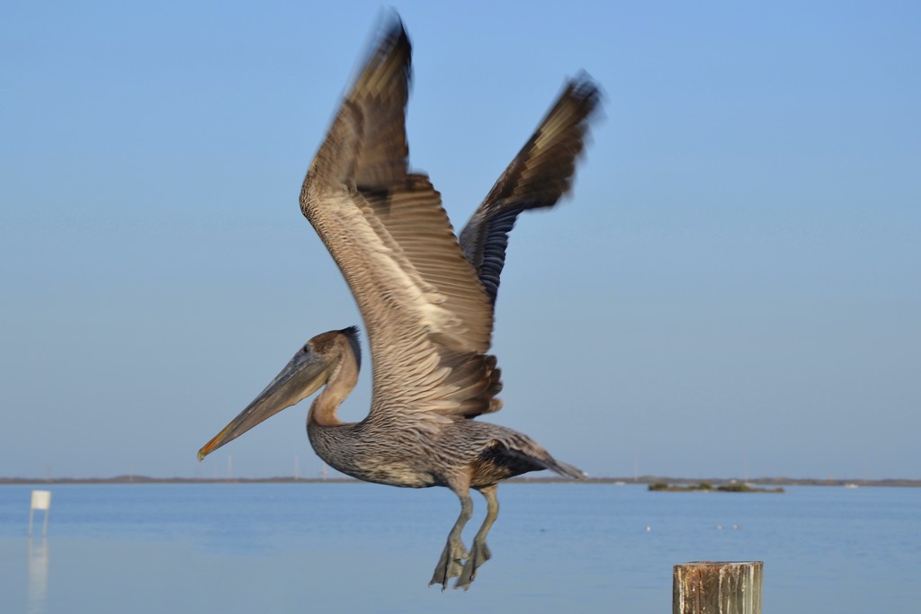 A Banded Brown Pelican  by louannwarren