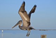 8th Feb 2020 - A Banded Brown Pelican 