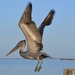 A Banded Brown Pelican  by louannwarren