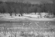 7th Feb 2020 - Winter's Pond