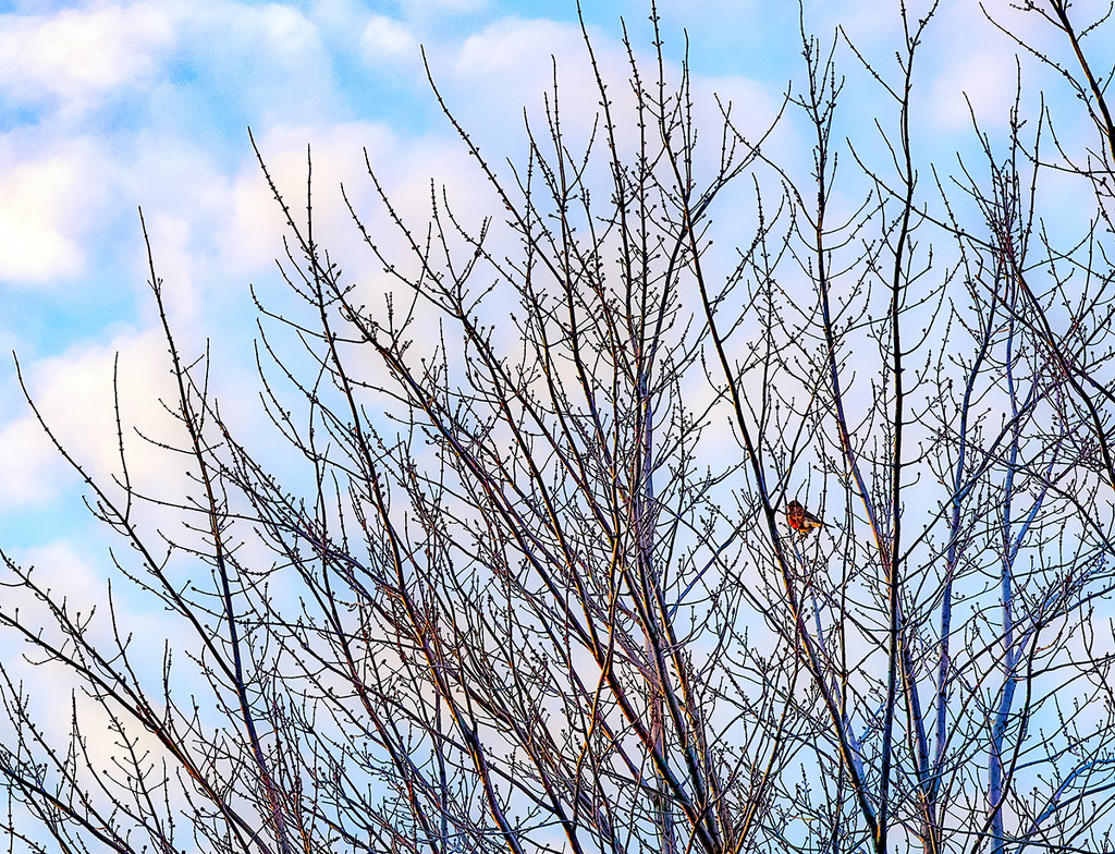 Single Robin Against a Mackerel Sky by gardencat