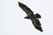 5th Feb 2020 - Golden Eagle in Flight