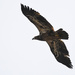 Golden Eagle in Flight by kareenking