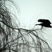 Crow by moonbi