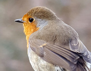 7th Feb 2020 - Profile of a robin