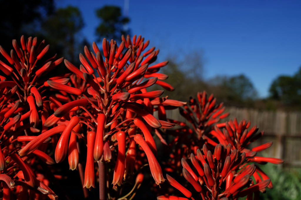 Blooming Aloe by eudora