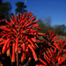 Blooming Aloe by eudora