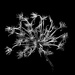 Winter Queen Anne's lace by novab