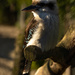 Kookaburra by leonbuys83