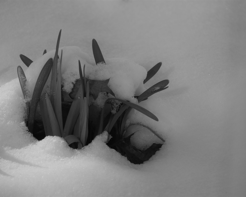 February 7: Winter Daffodils by daisymiller