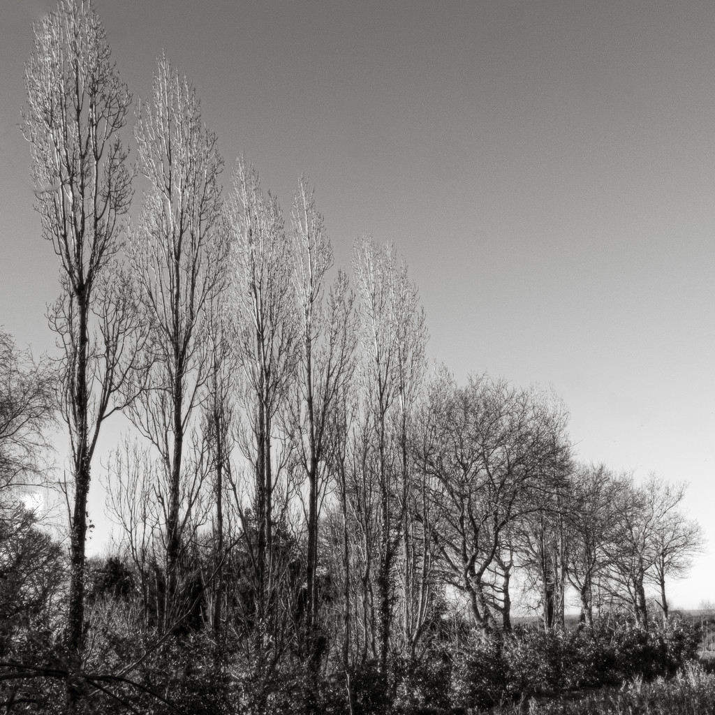 Forms in Nature: Poplars and Oaks... by vignouse