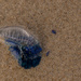 blue bottle jellyfish by sugarmuser