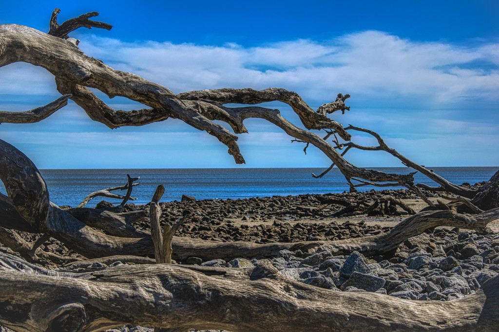 Driftwood Beach by k9photo