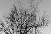 5th Feb 2020 - Cold Tree