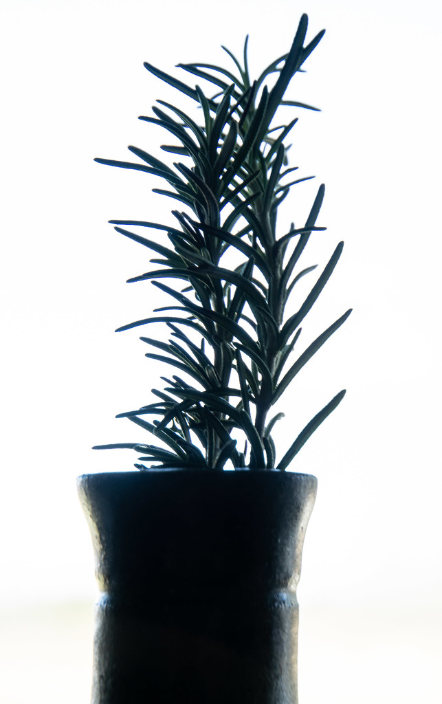 Rosemary in silhouette by randystreat