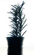 7th Feb 2020 - Rosemary in silhouette
