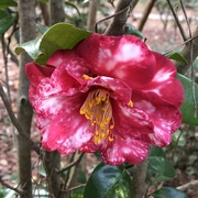 7th Feb 2020 - A stunning camellia at MagnoliaGardens the other day.