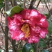 A stunning camellia at MagnoliaGardens the other day. by congaree