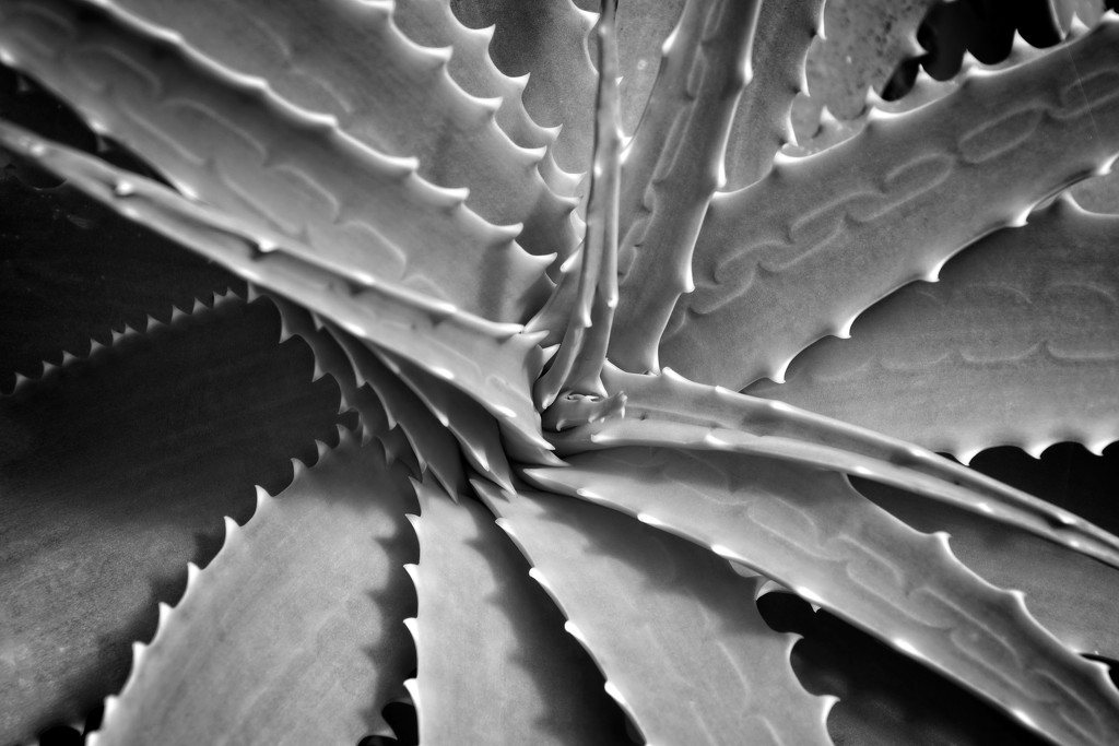 Aloe spikes by kiwinanna