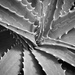Aloe spikes by kiwinanna