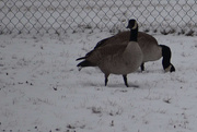 7th Feb 2020 - Canadian Geese