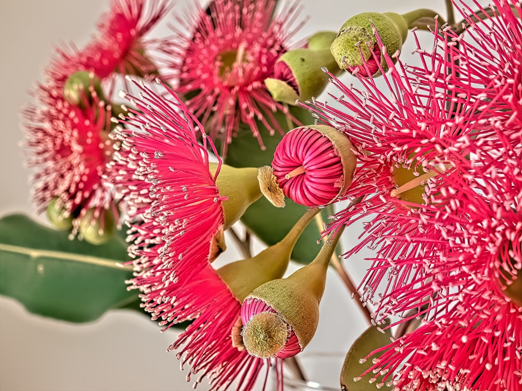 I love these spindly little Gum flowers by thedarkroom