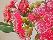 8th Feb 2020 - I love these spindly little Gum flowers