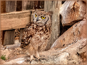 8th Feb 2020 - Spotted Eagle Owl 